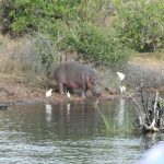 Authentic African Adventures Hanno van Rensburg Botswana 24