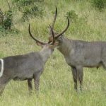 Authentic African Adventures Hanno van Rensburg Game Viewing 53