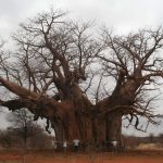 Authentic African Adventures Hanno van Rensburg Game Viewing 73